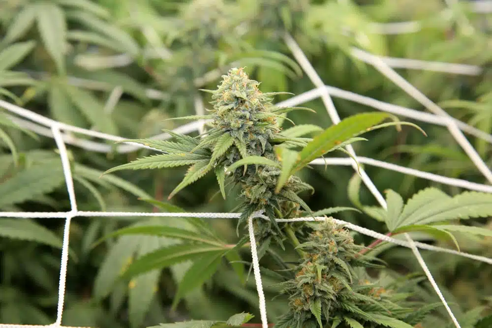 a heavy cannabis bud being supported by a SCROG net