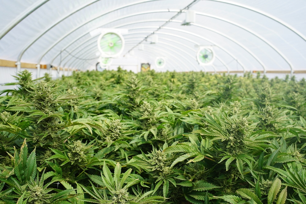 A grow tunnel of cannabis plants in early flower