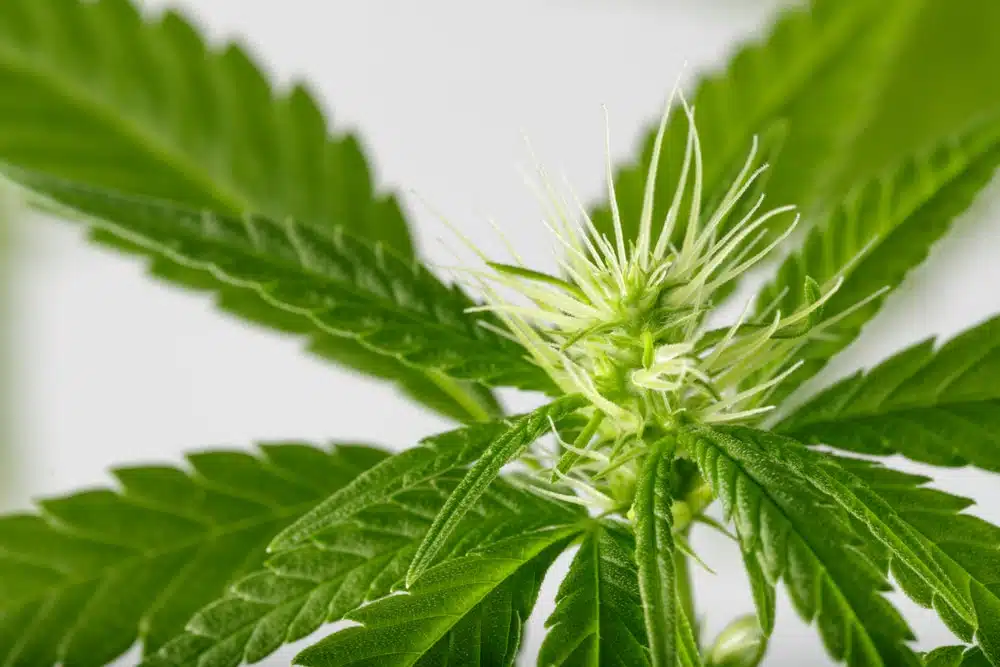 a cannabis plant showing early stages of flowering