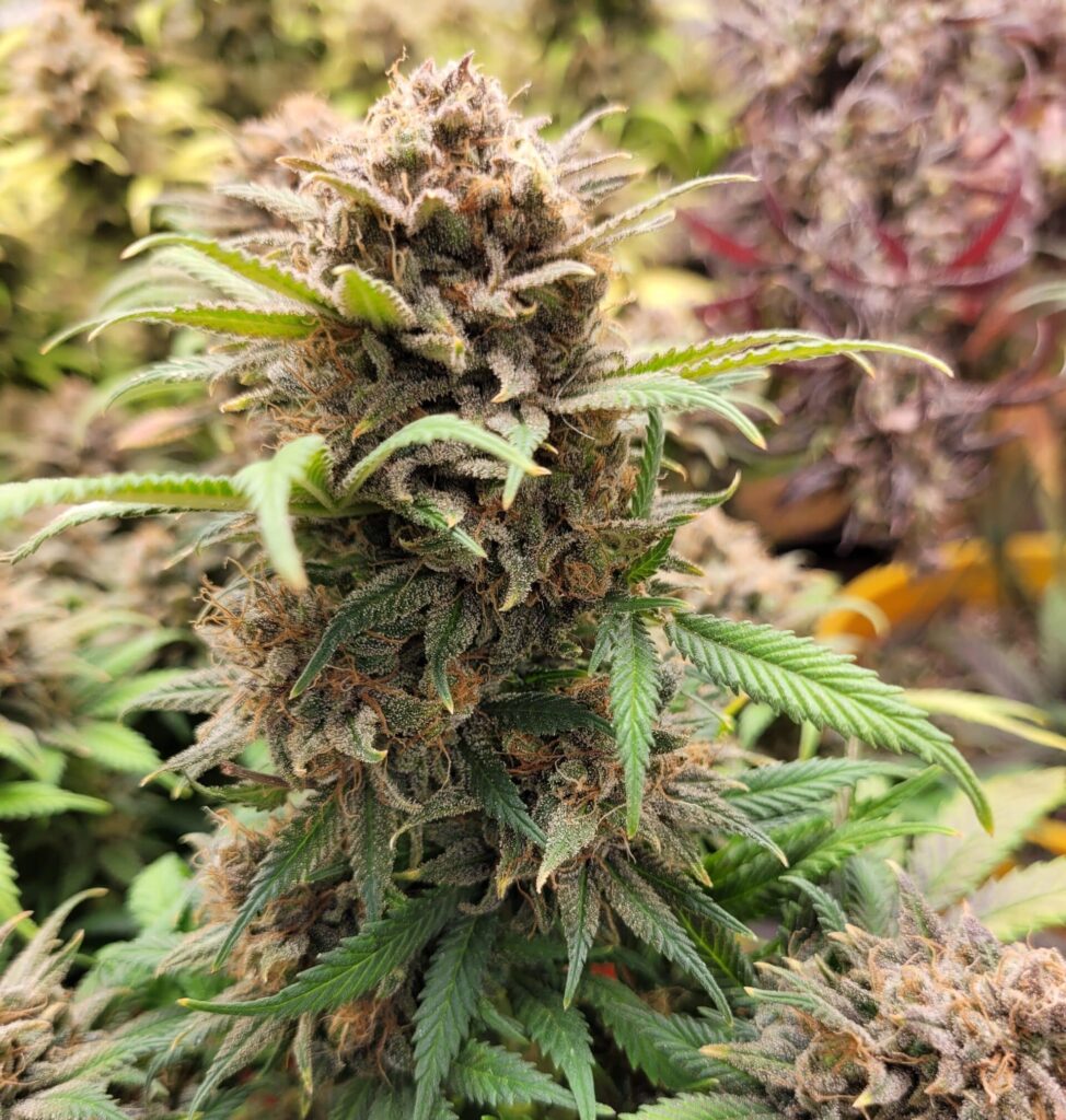 Sleepy Joe OG Feminized Seeds | The Seed Fair