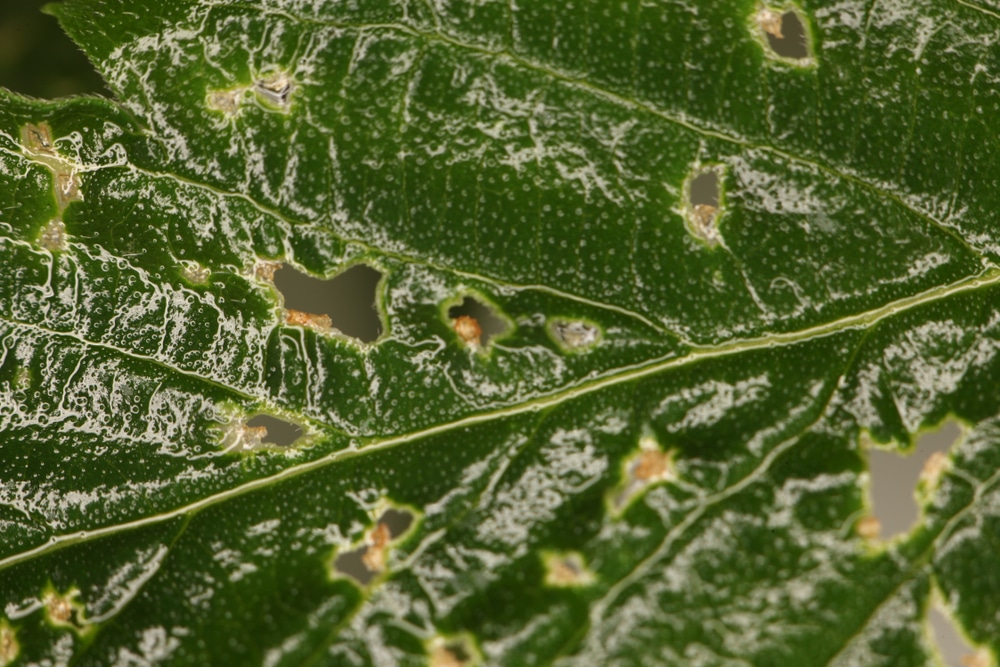 A cannabis leaf with mildew on it