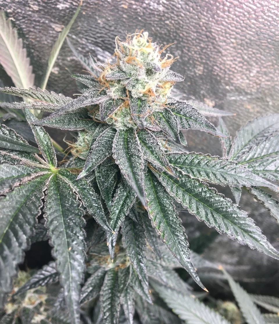 Cereal Milk Feminized Cannabis Seeds | The Seed Fair