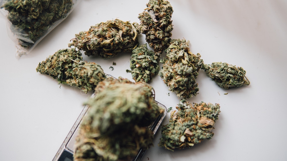 cannabis buds being weighed and bagged