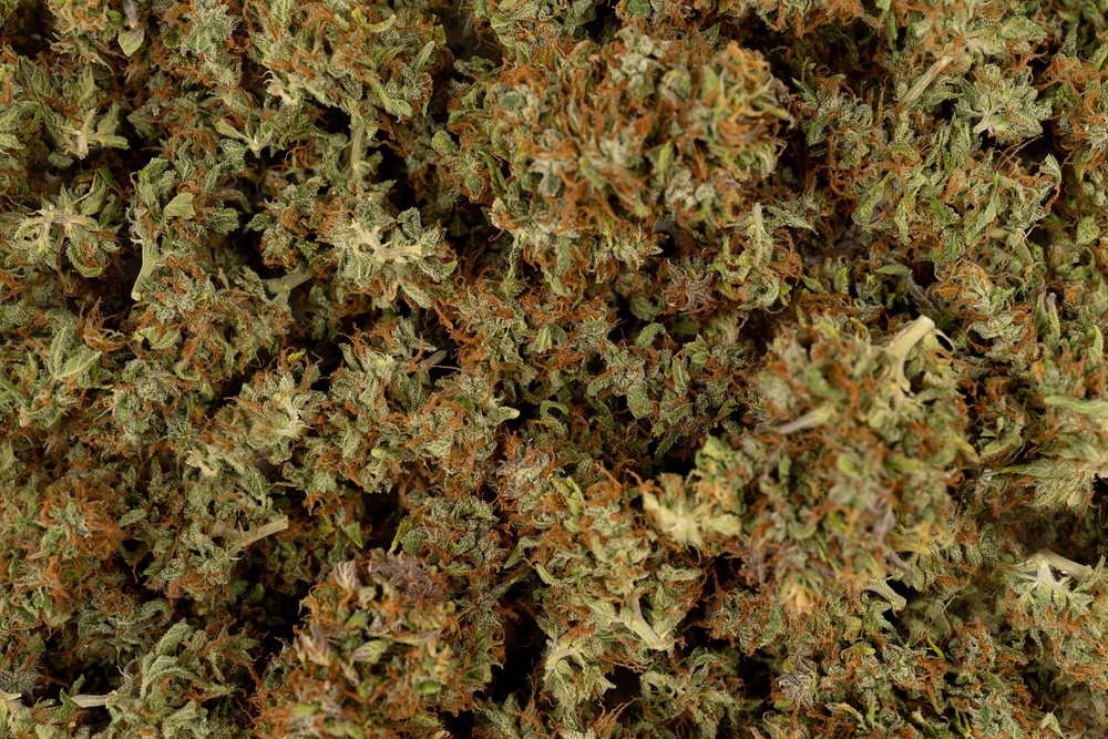 close up of cured cannabis buds