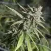 London Pound Cake Feminized Cannabis Seeds | The Seed Fair