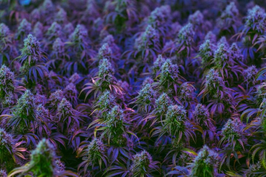 freeze drying weed to preserve cannabis crops with a purple hue