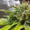 Thin Mint Feminized Cannabis Seeds | The Seed Fair