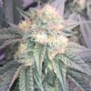 White Cherry Gelato Feminized Cannabis Seeds | The Seed Fair