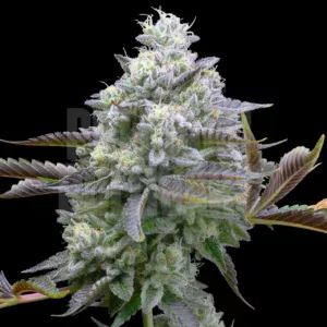 Zoap Feminized Cannabis Seeds | The Seed Fair