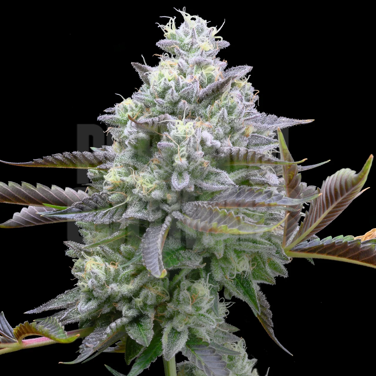 Zoap Feminized Cannabis Seeds | The Seed Fair | The Seed Fair Zoap Feminized Cannabis Seeds | The Seed Fair
