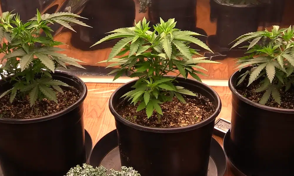 | The Seed Fair 5 gallons pot for autoflowers