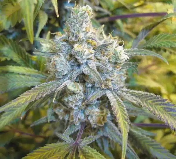 the strongest weed strains CBD super silver haze