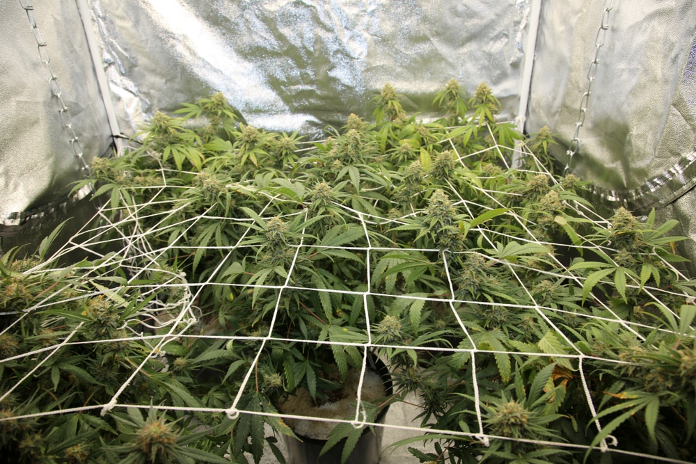 Cannabis grow tent with plants in the late flowering stage covered by a string net to increase bud production