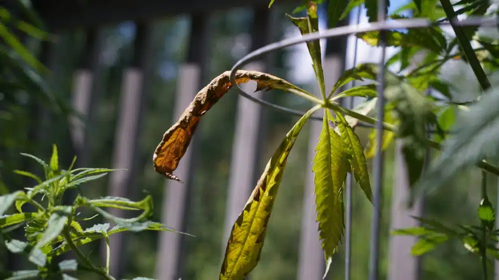 Fan leaf on a cannabis plant fully brown after suffering from cannabis light burn.
