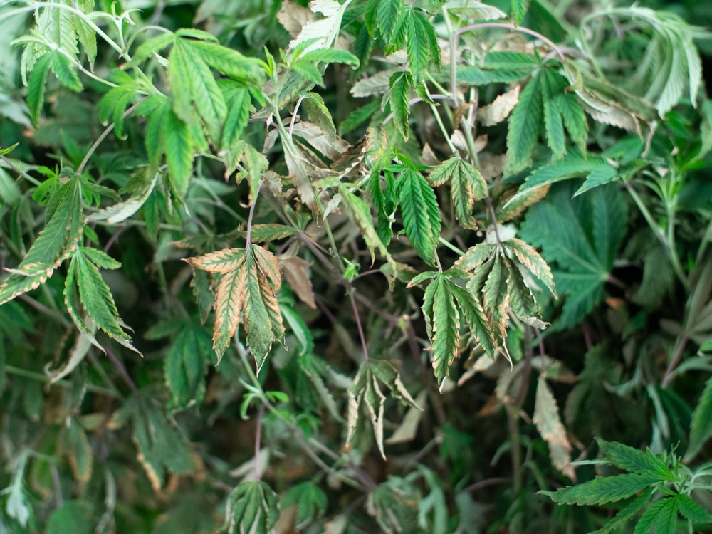 Example of cannabis plants suffering from cannabis light burn