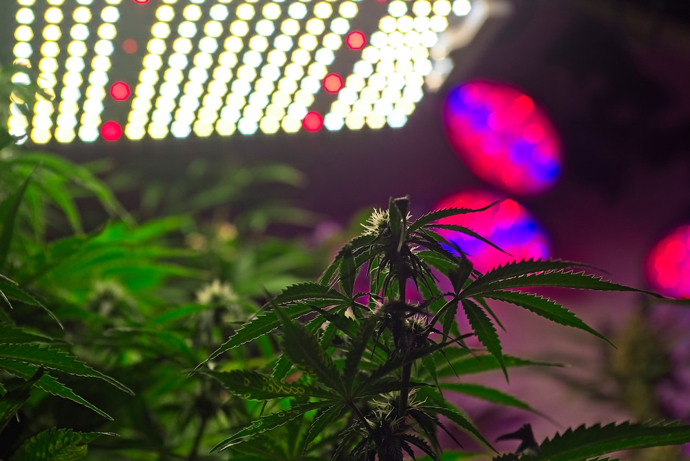 Cannabis plant under LED lights which makes cannabis light burn next to impossible.