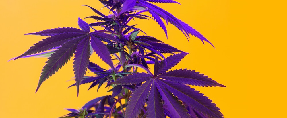 Can cannabis fan leaves make you high?