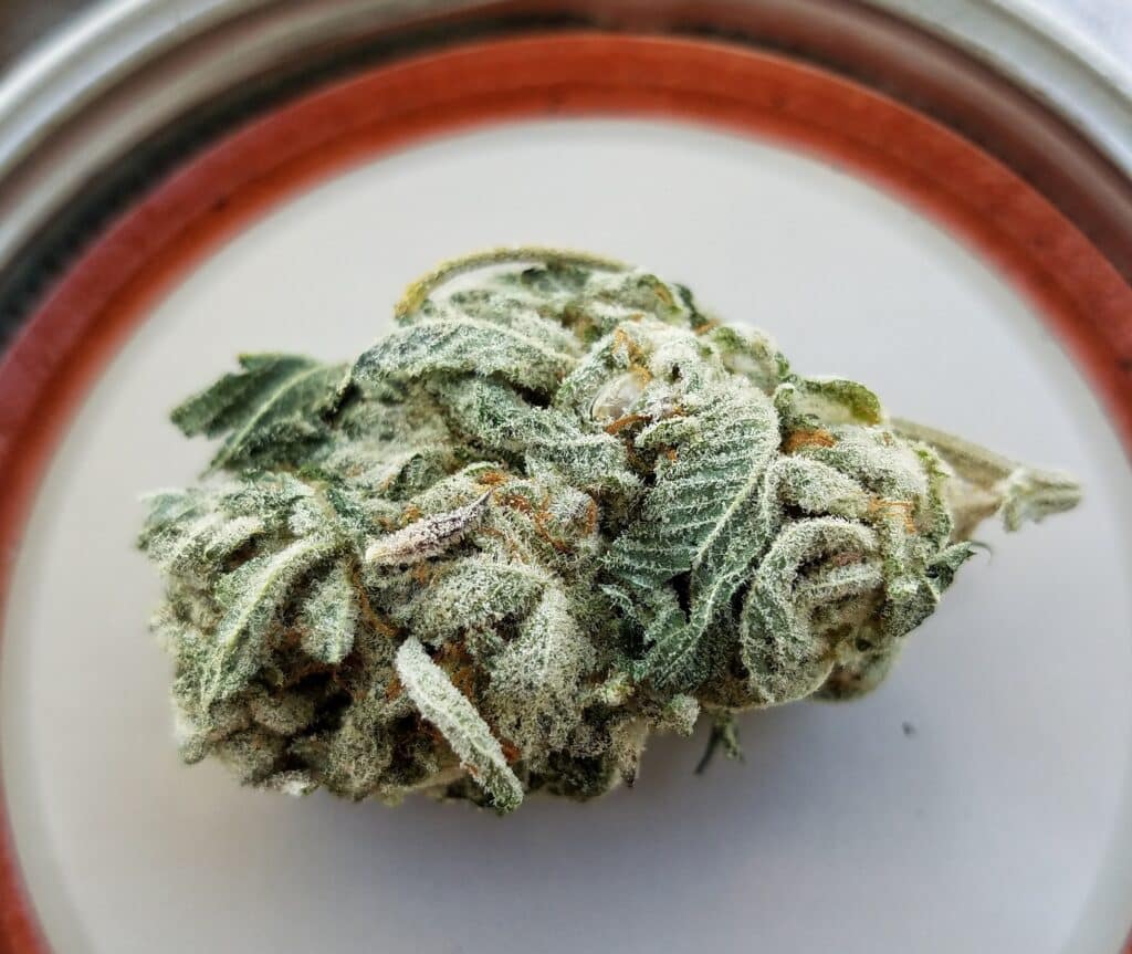 How to Freeze Weed A Comprehensive Guide The Seed Fair