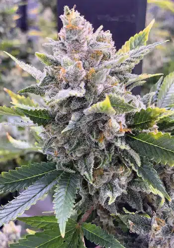strongest weed strain SFV 