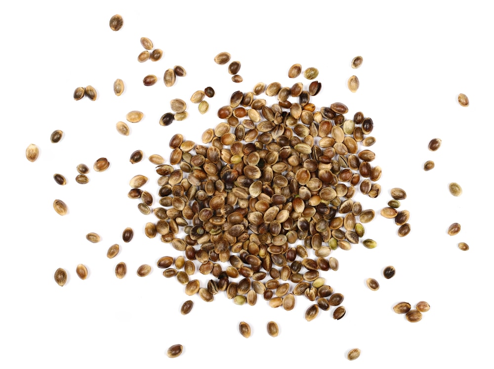 Scattered cannabis seeds on a white background. 