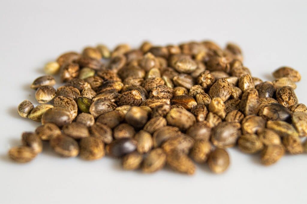 Marijuana seeds in a pile on a desk.