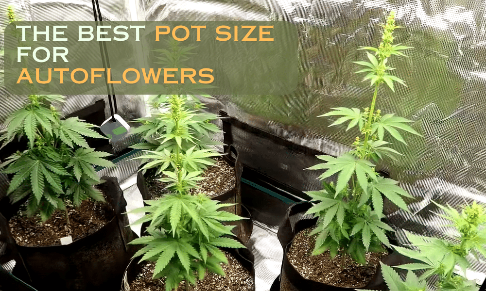 The best pot size for autoflowers