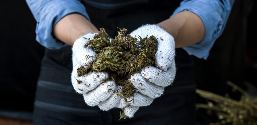 a big handful of cured cannabis buds