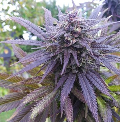 the strongest weed strain blueberry