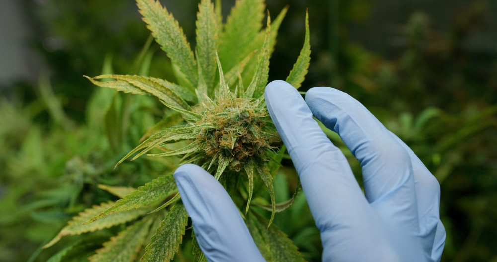 Close up of a bud with brown spots on weed leaves behind.