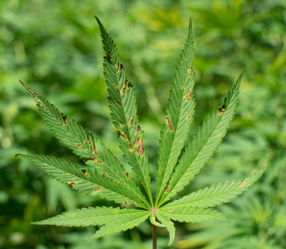Cannabis fan leaf in full sun. Illustrates an example of what brown spots on weed can look like.