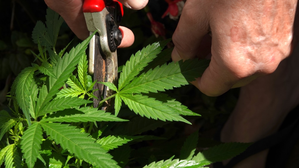 Pruning cannabis fan leaves