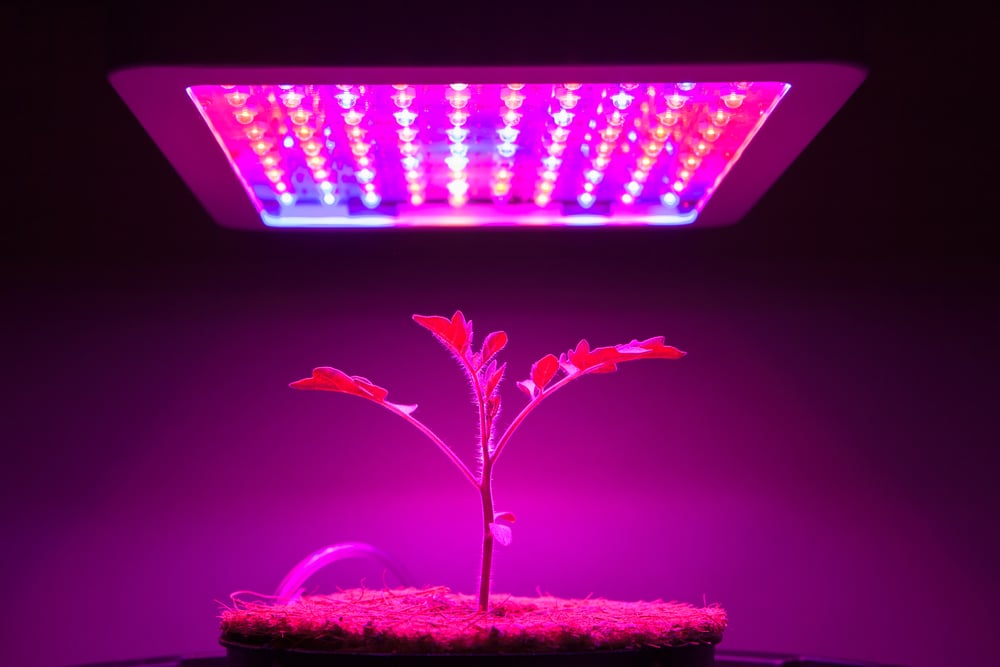 a cannabis seedling growing under adequate LED light