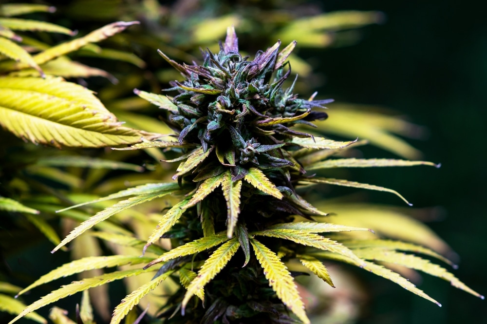 Cannabis bud with bueatiful, healthy sugar leaves