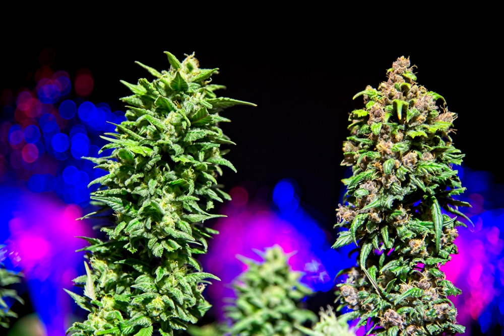 how to grow dense weed buds, two large colas on a purple background