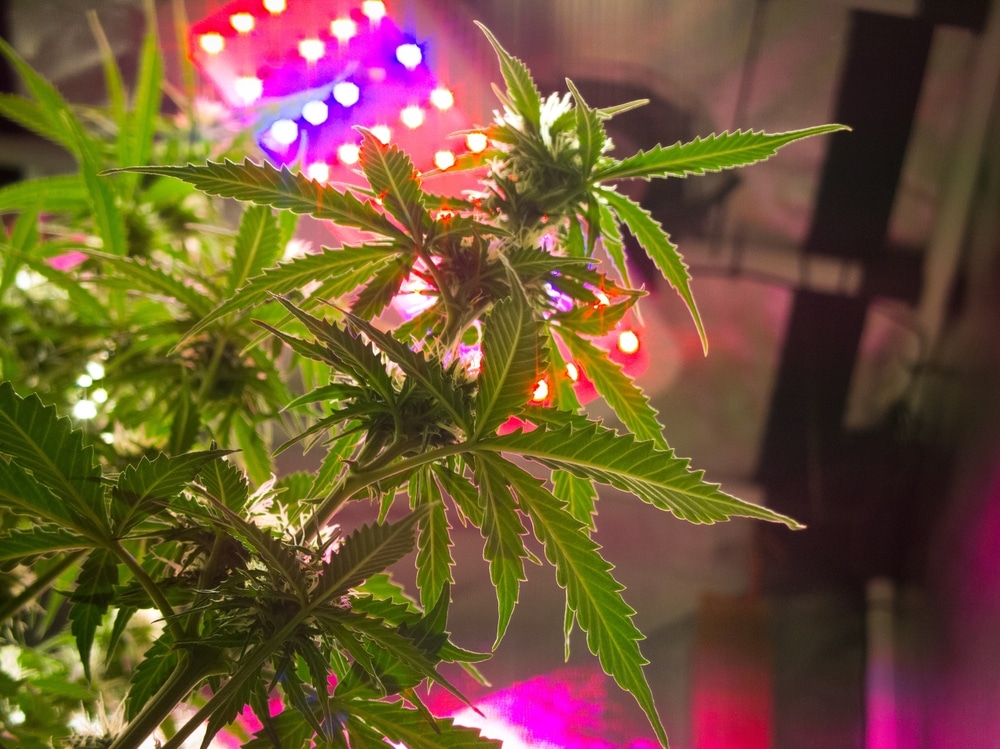 full spectrum LED light behind a growing cannabis plant
