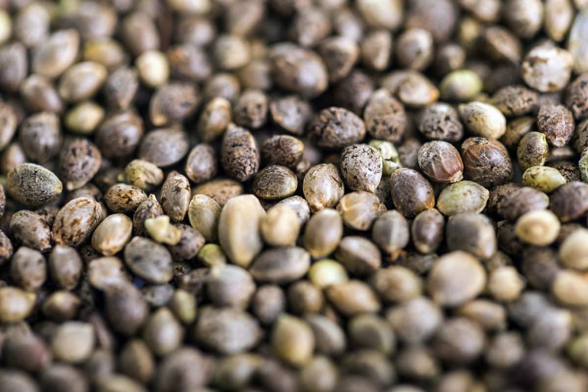 High Quality Cannabis Seeds for sale in Vancouver