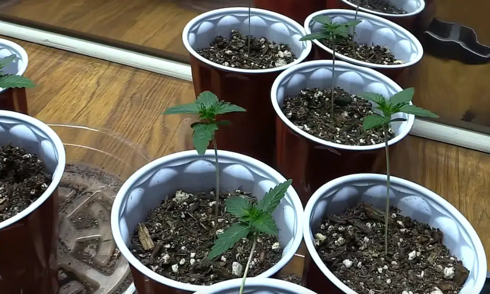 | The Seed Fair pots for scrog