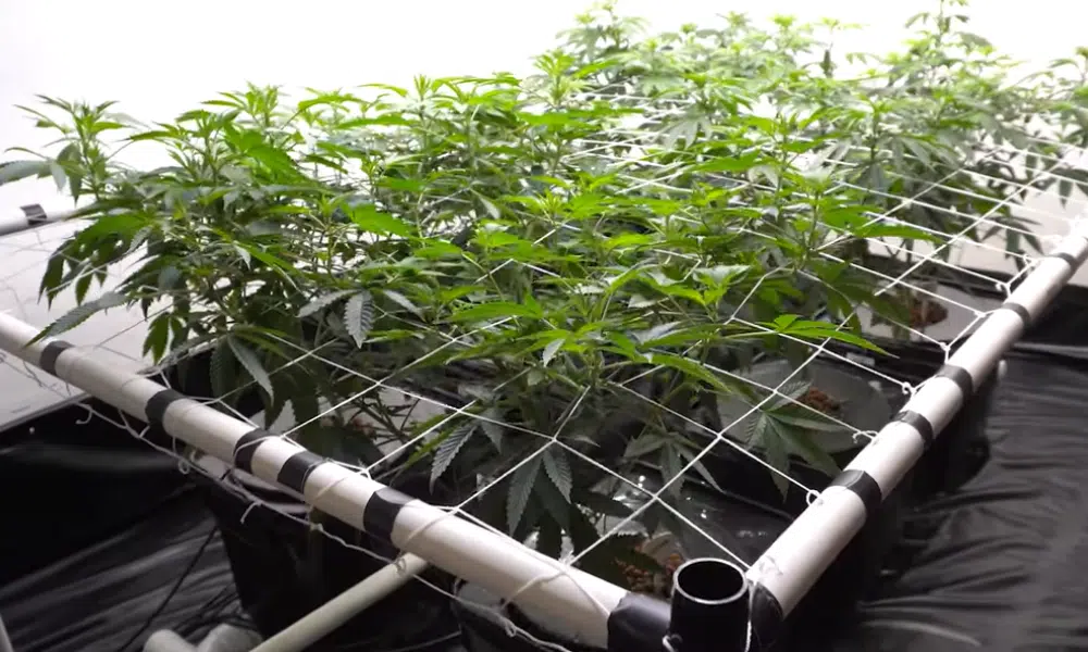 | The Seed Fair pots for scrog