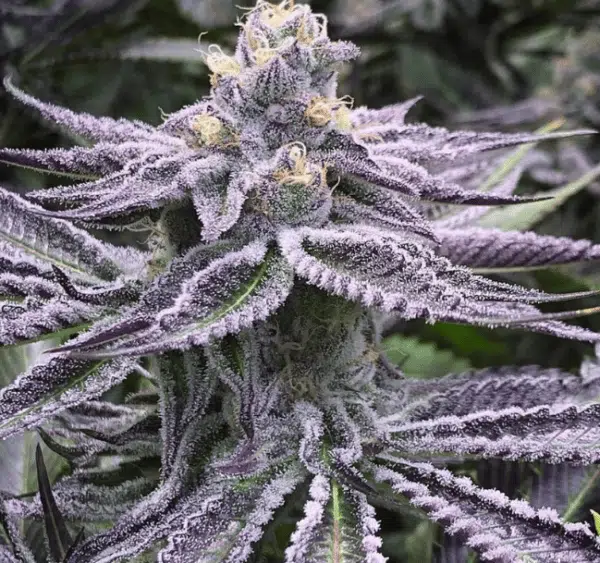 the strongest weed strain purple punch