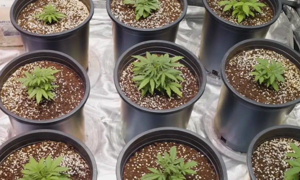 | The Seed Fair small pot for autoflowers