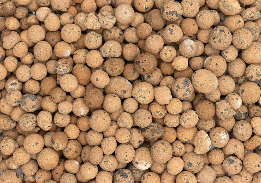 Clay pebbles for growing sour diesel