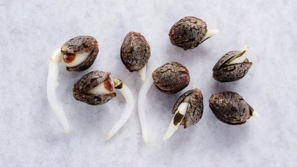 Sour diesel seeds sprouted and ready for planting