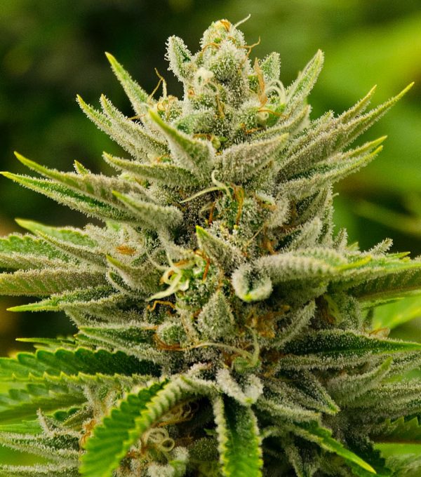 Sour Diesel Grow Guide featured image