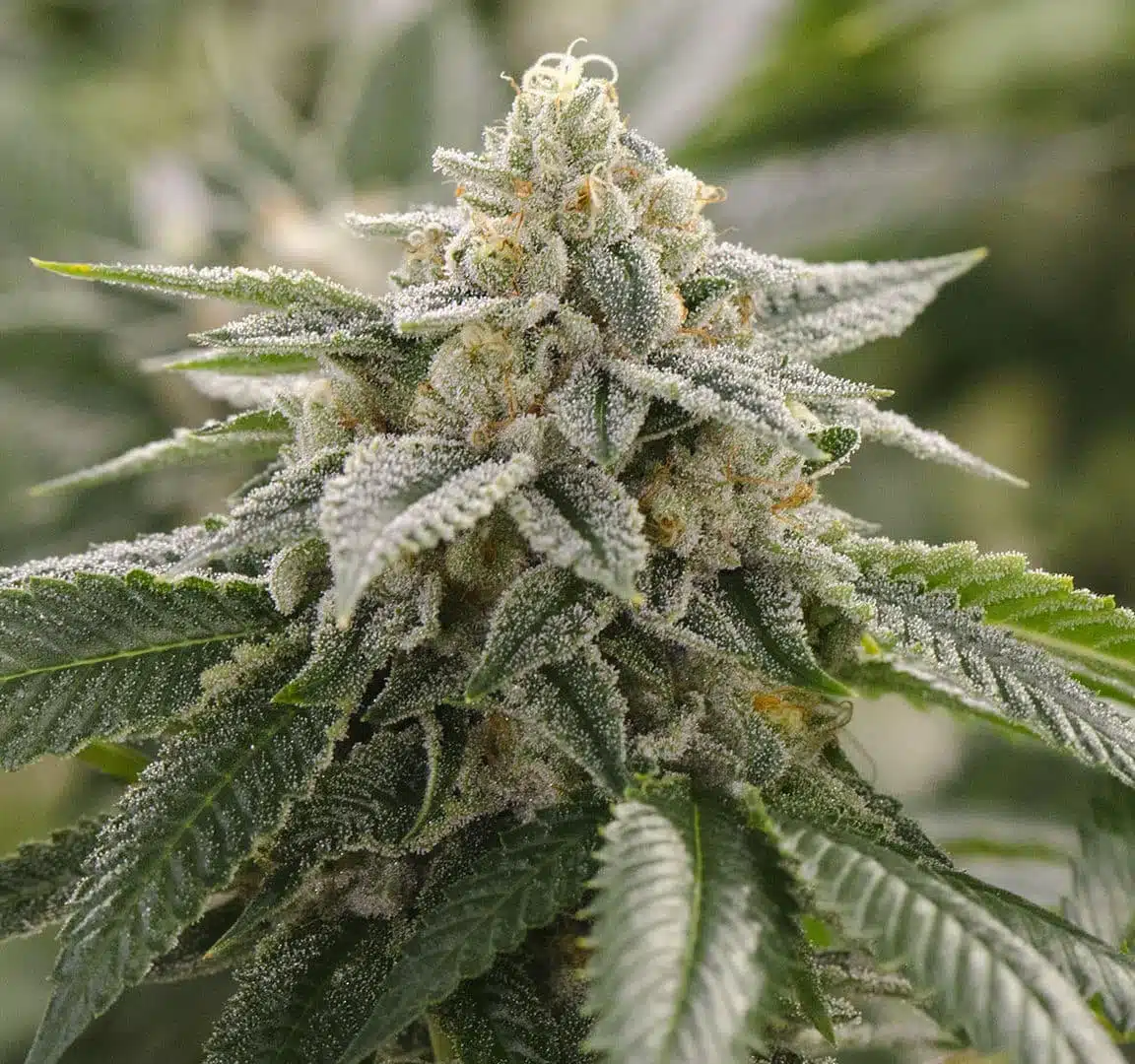how to grow dense buds super lemon haze