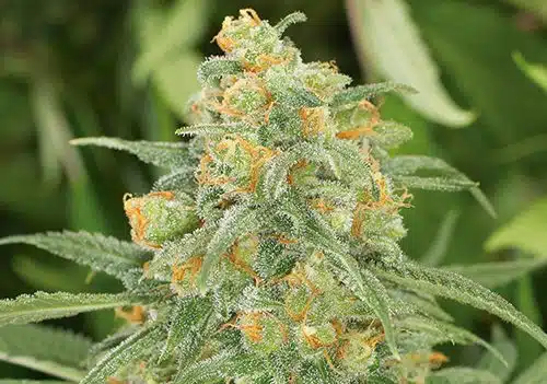 weed for working out green crack