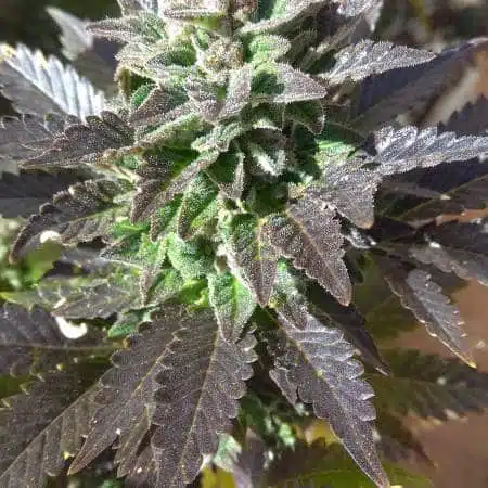 weed for working out royal medic