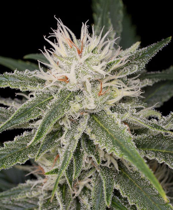 the strongest weed strain white widow