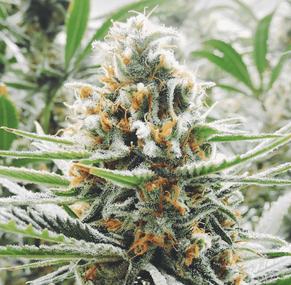 how to grow dense buds Amnesia haze