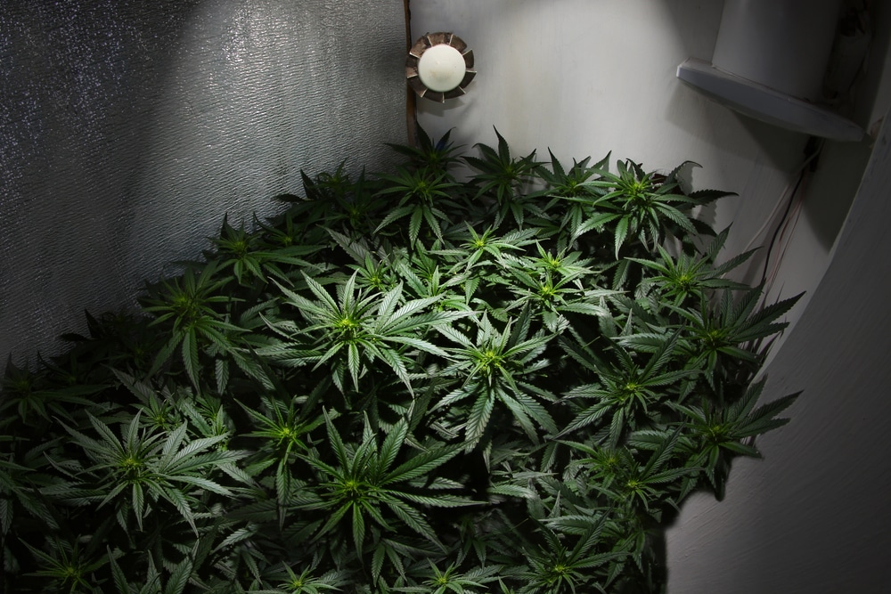 Packed cannabis grow tent setup at the first stages of flowering on the night cycle with an extraction fan in the top right corner