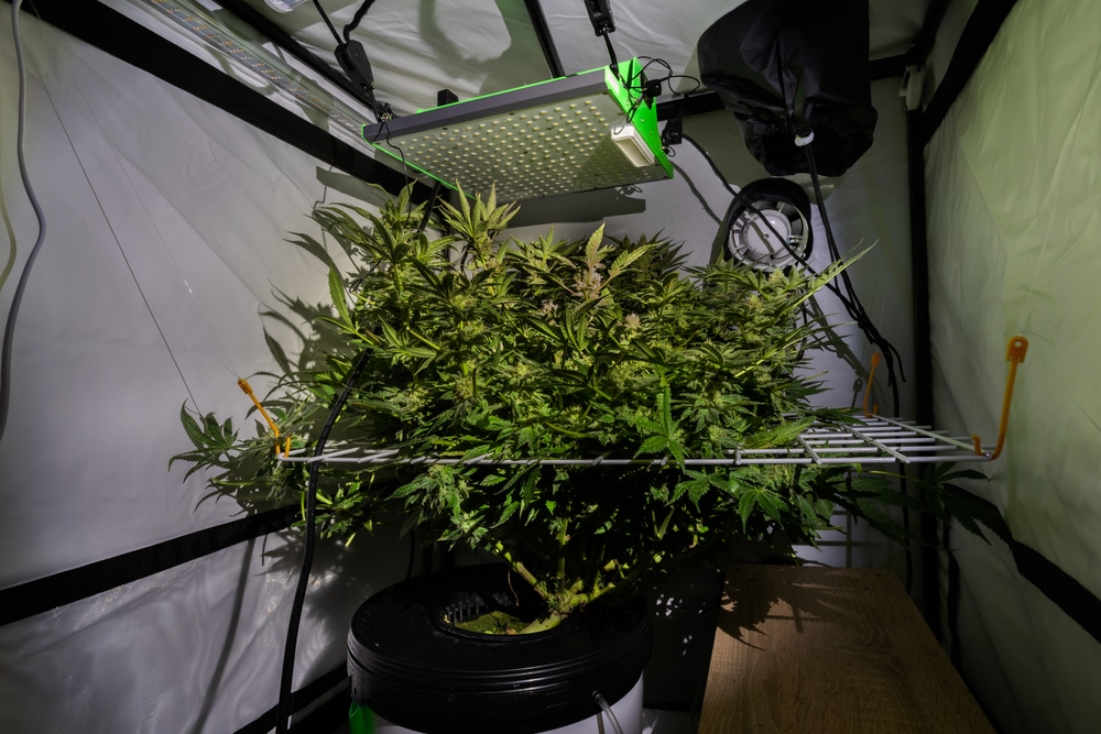 Grow tent setup under and LED light with a cannabis plant. The plants are bucket hydro with a SCROG setup to increase yield
